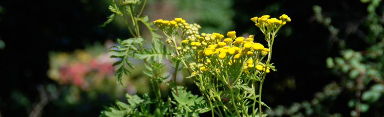 Controlling-the-Size-of-Tansy.jpg