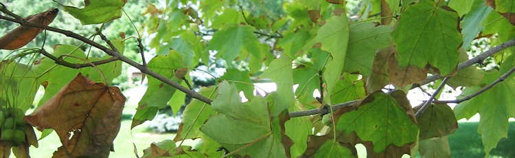 Edges-of-Maple-Leaves-Turning-Black-THUMB.jpg