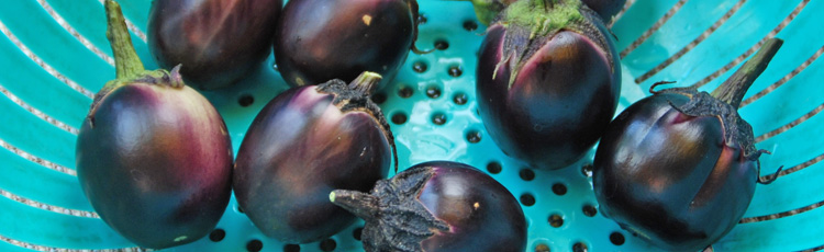 Saving-Eggplant-Seeds-THUMB.jpg