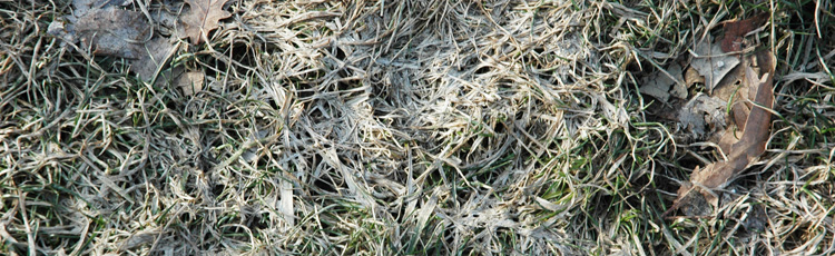 Snow-Mold-in-the-Spring-Lawn-THUMB.jpg