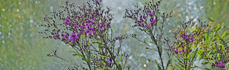 042919_Perennial_Ironweed_Vernonia_for_the_Garden.jpg