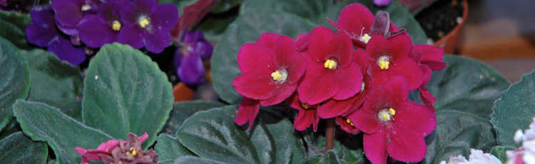 012414_Caring_for_and_Reblooming_African_Violets.jpg