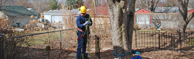 2012_305_MGM_Pruning_Trees_Large_branches.jpg