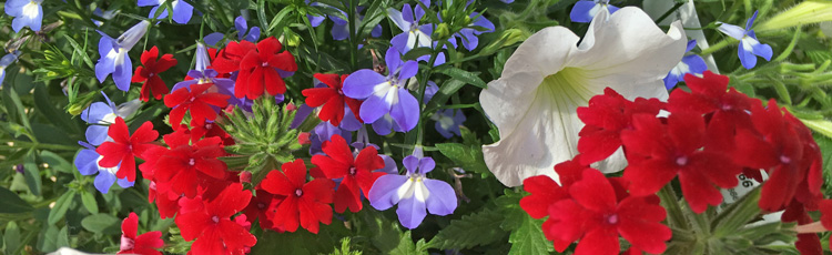 2011_210_MGM_Plant_a_Patriotic_Red_White_and_Blue_Garden.jpg