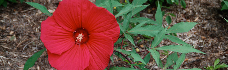 Will-Hardy-Hibiscus-Come-True-from-Seed.jpg