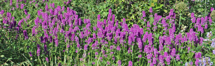 010419_Stachys_Hummelo_2019_Perennial_Plant_of_the_Year.jpg