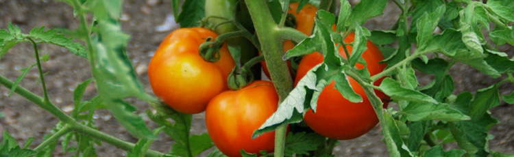 Uneven-Ripening-of-Tomatoes-THUMB.jpg