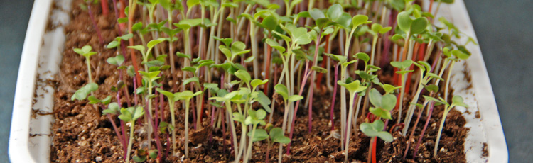 2010_115_MGM_Grow_Your_Own_MicroGreens_A_Healthy_Holiday_Treat.jpg