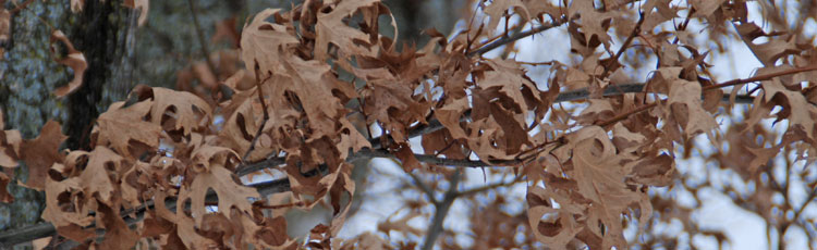 Oak-Leaves-as-Mulch-in-the-Garden.jpg
