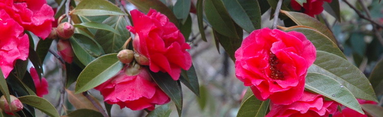 Transplanting-and-Pruning-Camellia-THUMB.jpg