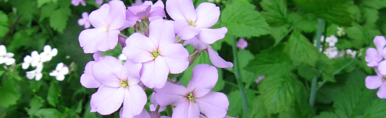 Purple-and-White-Roadside-Flowers-THUMB.jpg