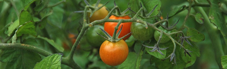 111519_Growing_Tomatoes_Indoors.jpg
