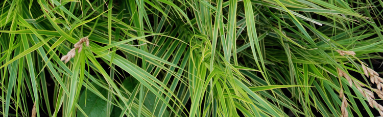Ornamental-Grass-for-a-Moist-Shady-Site-THUMB.jpg