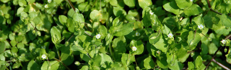 042215_Edible_Chickweed_Moves_into_the_Kitchen.jpg