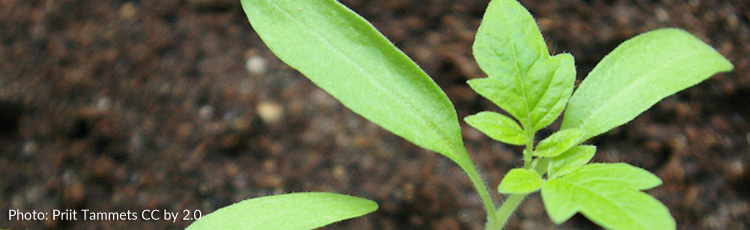 Preventing-Damping-Off-of-Seedlings-THUMB.jpg