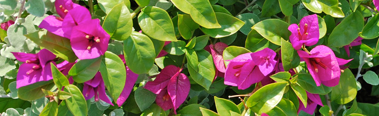 Coaxing-Your-Bougainvillea-to-Bloom-THUMB.jpg