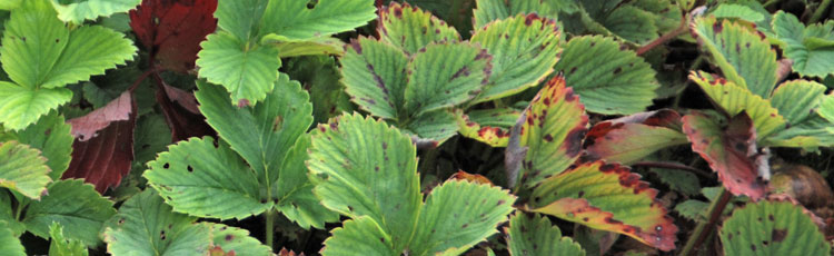Red-Spots-on-Strawberry-Leaves.jpg