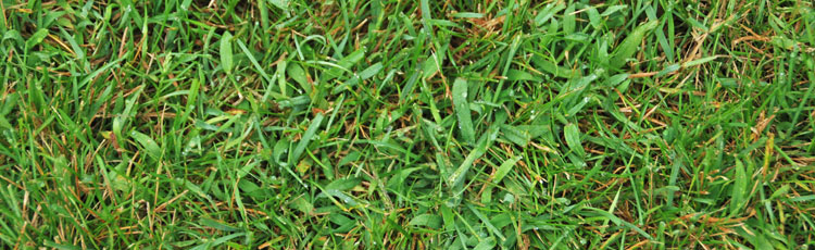 Preventing-Crabgrass-in-the-Lawn.jpg