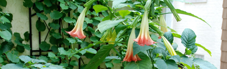 Growing-Angels-Trumpet-in-a-Container-THUMB.jpg
