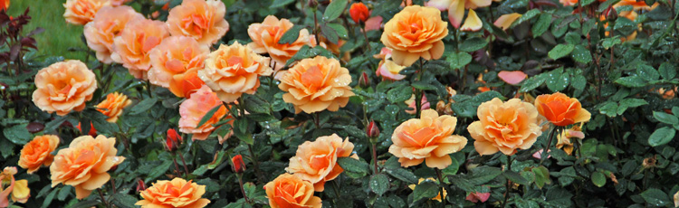 2012_359_Celebrate_National_Rose_Month_and_Plant_Roses_for_Yearround_Beauty.jpg