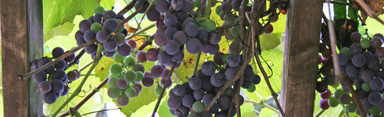 Using-Kelp-to-Fertilize-Grape-Vines.jpg
