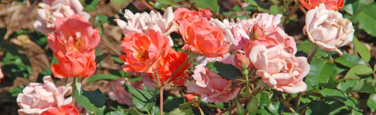Rose-Plants-Wilting-and-Dying.jpg