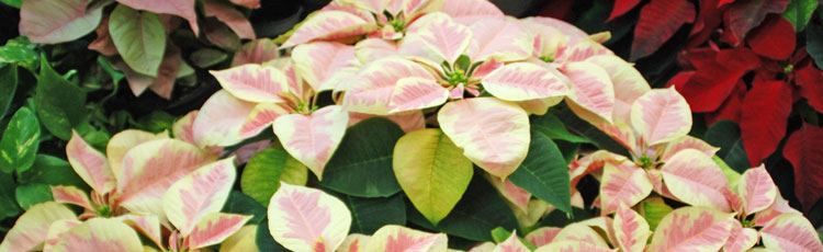Lower-Leaves-of-Poinsettia-Turned-Yellow-and-Fell-Off.jpg