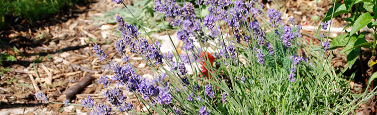 032320_2020_National_Garden_Bureau_Year_of_Lavender.jpg