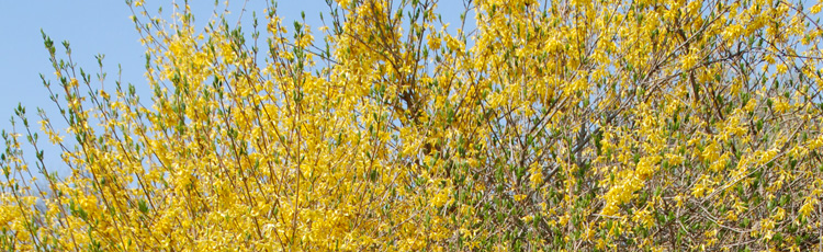 Pruning-Overgrown-Forsythia-THUMB.jpg