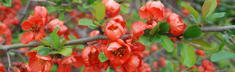 Pruning-Flowering-Quince-THUMB.jpg