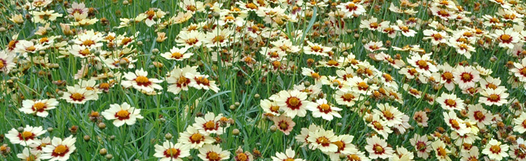 Fall-Care-of-Coreopsis-THUMB.jpg
