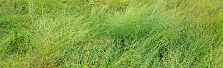 091718_Ornamental_Grasses_for_Small_and_Large_Gardens.jpg