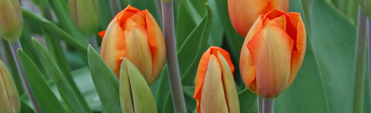 Forcing-Tulips-THUMB.jpg