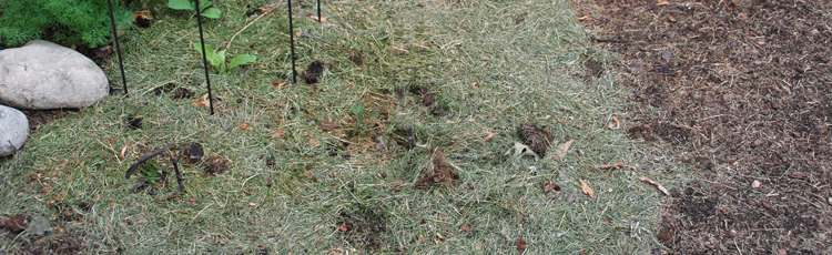 2012_363_MGM_Mulch_Dont_Bag_Those_Clippings.jpg