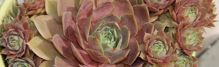Care-Potted-Hens-Chicks-Winter-THUMB.jpg