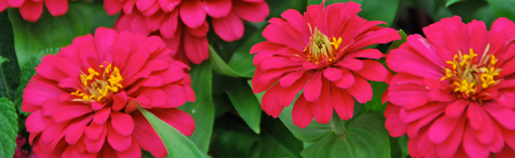 Roots-Growing-Along-the-Stems-of-Cosmos-and-Zinnias-THUMB.jpg