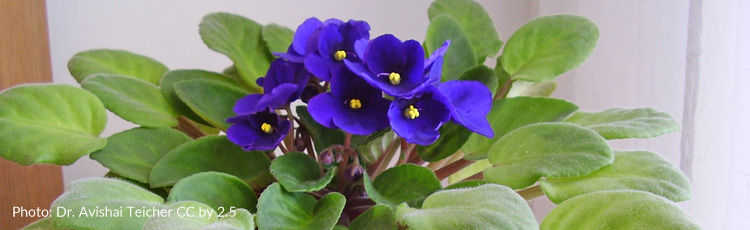083115_Limp_and_Yellowing_Leaves_on_African_Violets.jpg