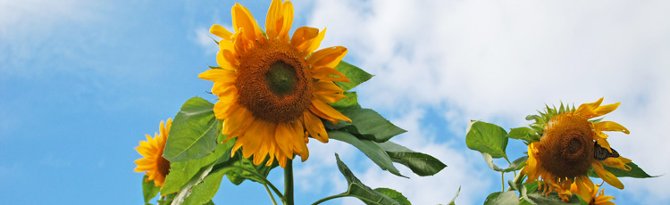 2012_351_MGM_Memorial_Day_Gardening_Planting_Sunflowers.jpg