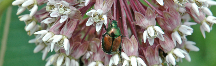 Dealing-with-Japanese-Beetles-without-Pesticides-THUMB.jpg