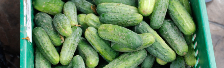 2011_233_MGM_Harvesting_Pickles_and_Cucumbers.jpg