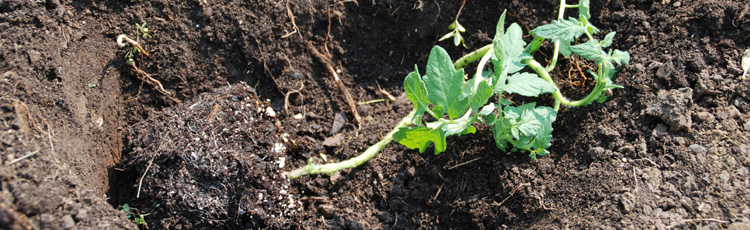 MGMV08_Planting_Tomatoes.jpg