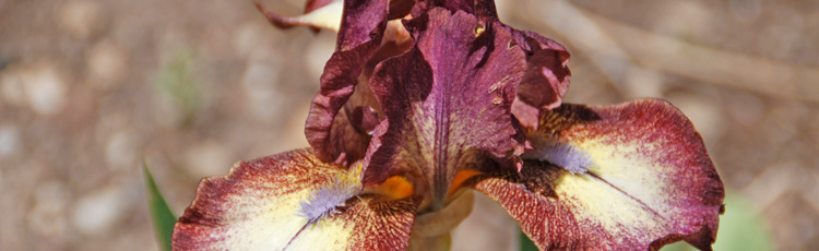 Iris-Have-Changed-Color.jpg