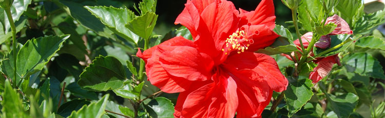 Hibiscus-Infested-with-Whiteflies.jpg
