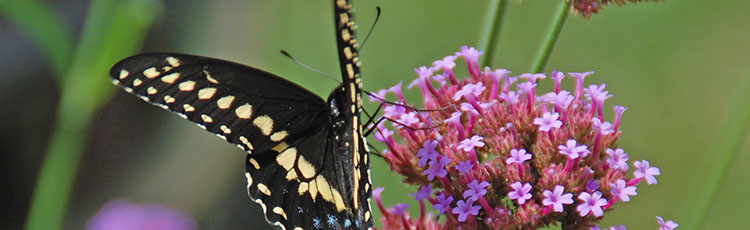 012921_Gardening_for_Black_Swallowtail_Butterflies-THUMB.jpg