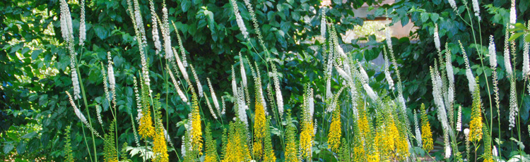 2012_365_MGM_Include_Some_Tall_Plants_in_the_Garden.jpg