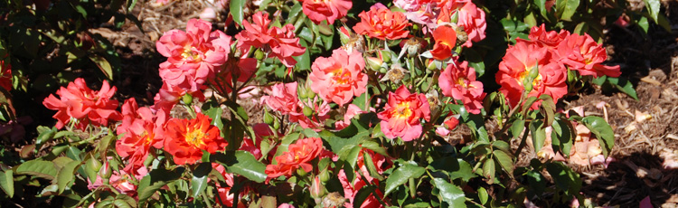 What-to-Remove-When-Pruning-Roses.jpg