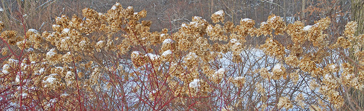 012020_Trees_and_Shrubs_with_Winter_Character-THUMB.jpg