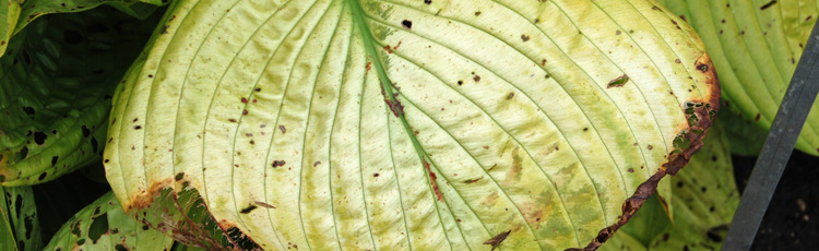 081114_Leaf_Browning_Scorch_on_Hostas_and_Other_Shade_Plants.jpg