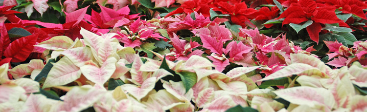 2012_298_MGM_Post_Christmas_Post_Holiday_Care_for_your_Poinsettia.jpg