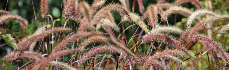 Keeping-Fountain-Grass-Alive-Over-Winter-THUMB.jpg